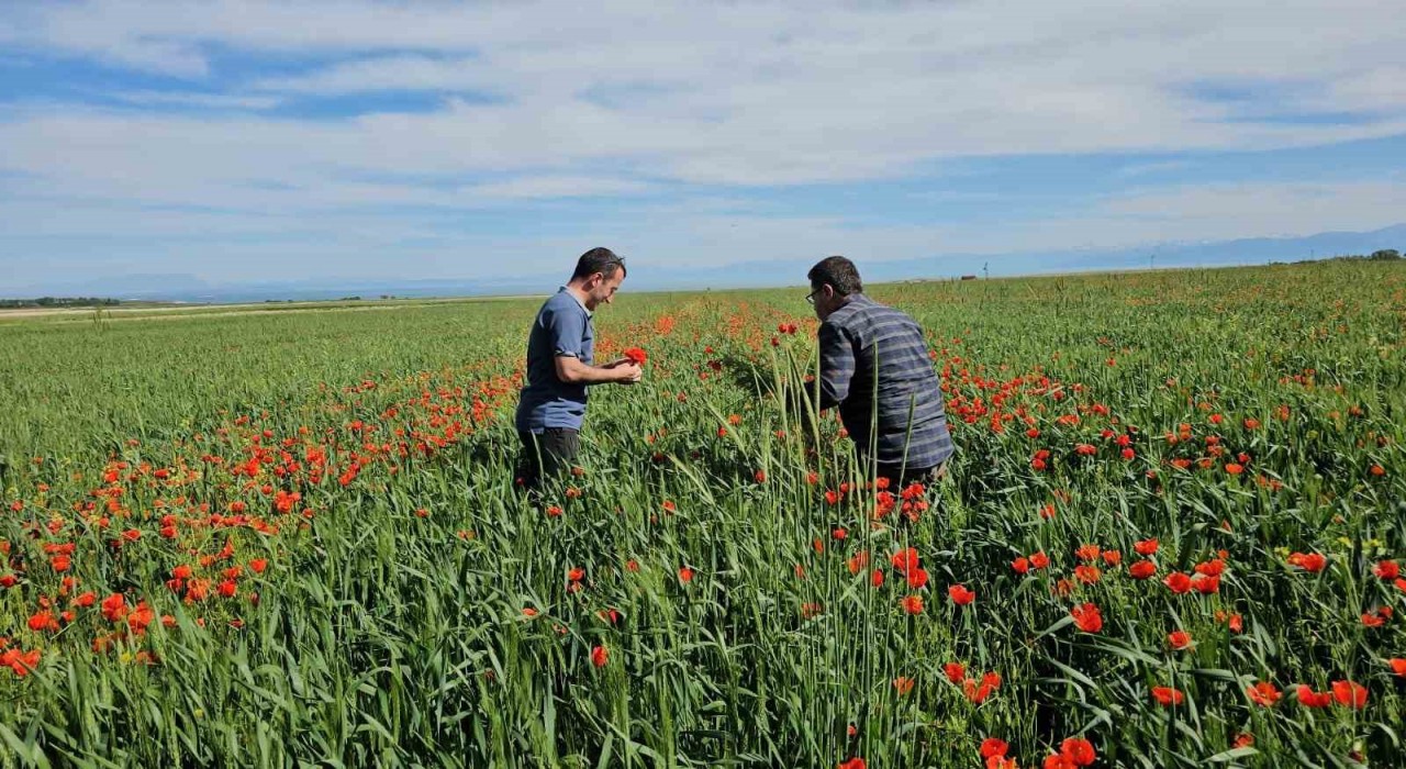 Adilcevazda tarlalar gelinciklerle süslendi