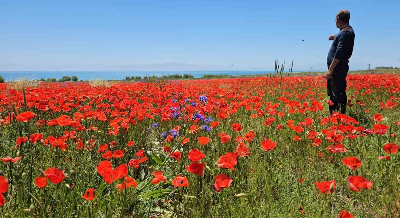 Adilcevazda tarlalar kırmızıya büründü