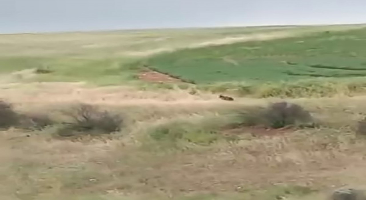 Adıyamanda çiftçiler ayıyla karşılaştı