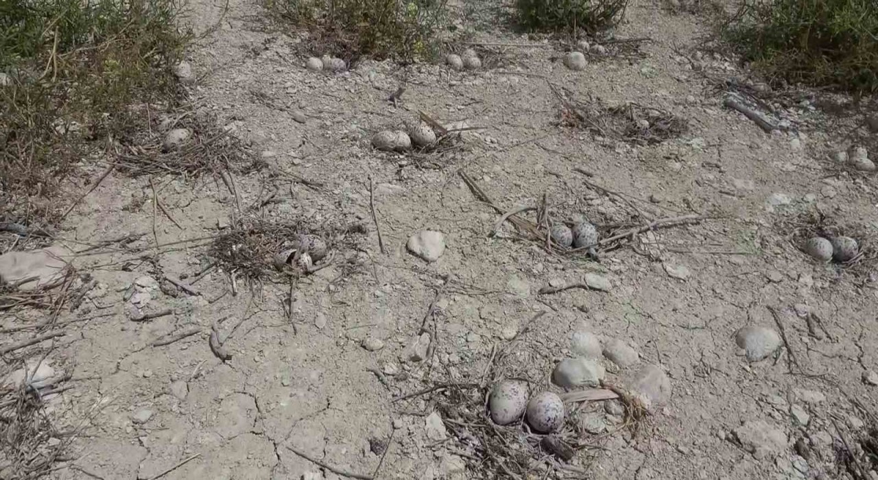 Adıyamandaki Martı Adasında kuluçka dönemi yaşanıyor