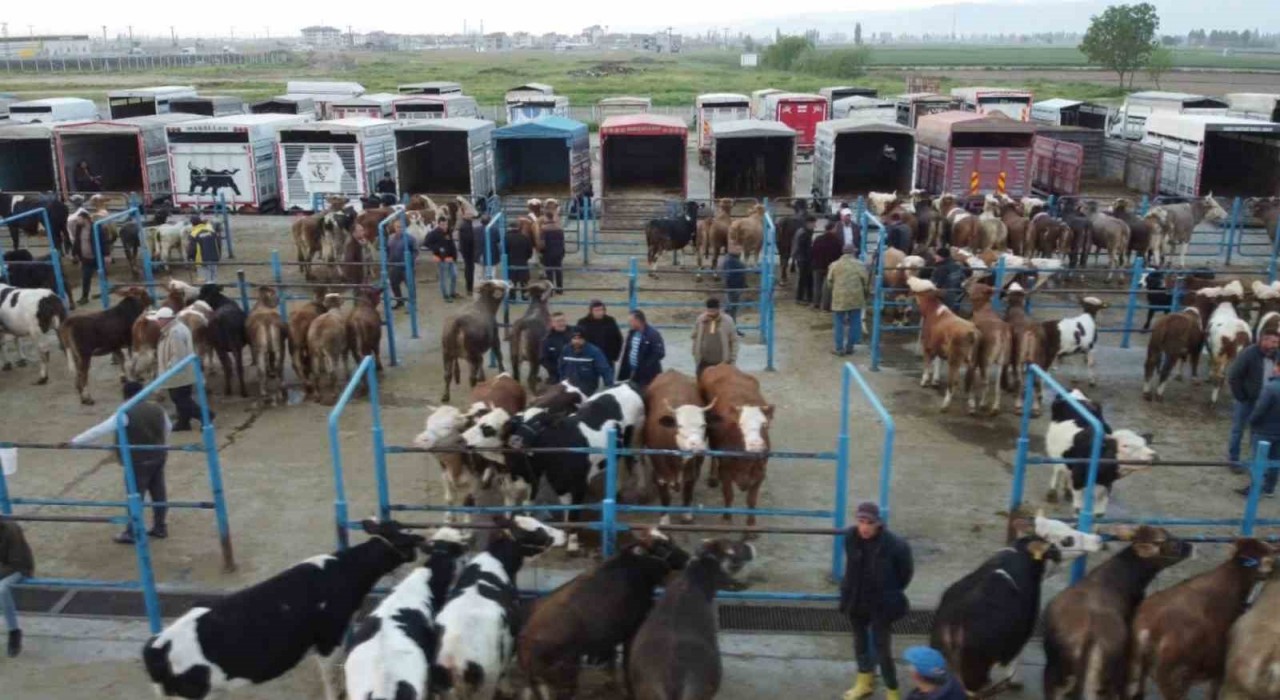 Afyonkarahisarda kurbanlık hareketliliği başladı