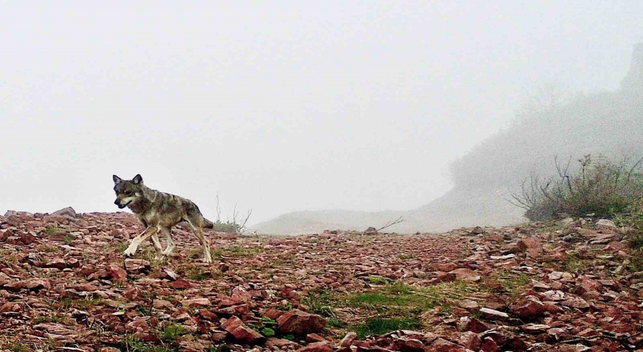 Ağasarın yaban hayatı fotokapana yansıdı