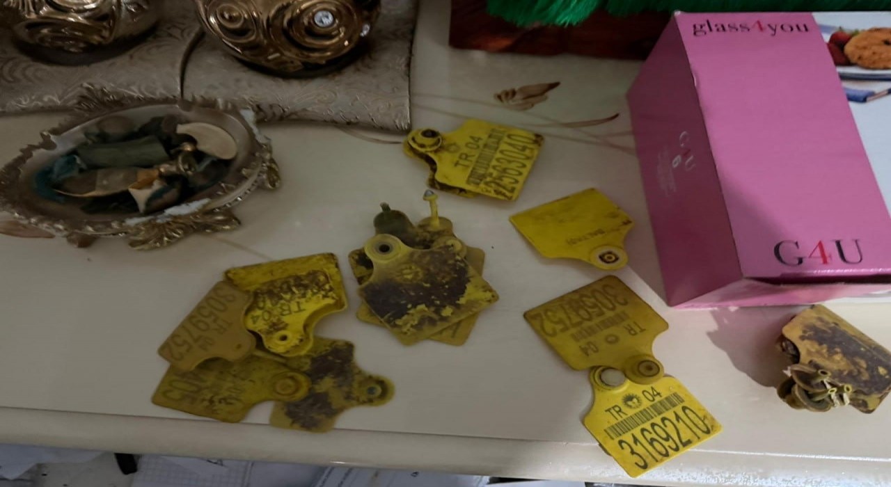 Ağrıda usulsüz hayvan sevk belgesi operasyonu: 9 şüpheli gözaltında