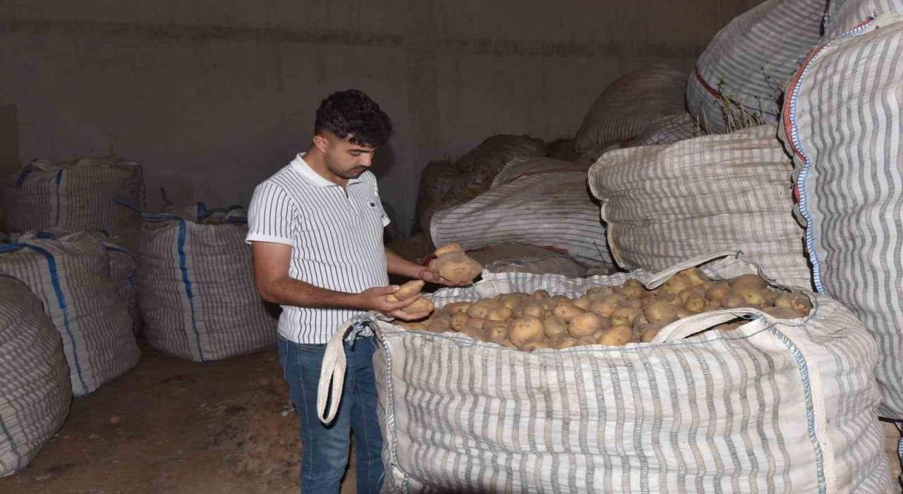 Ahlatta binlerce ton patates alıcı bekliyor