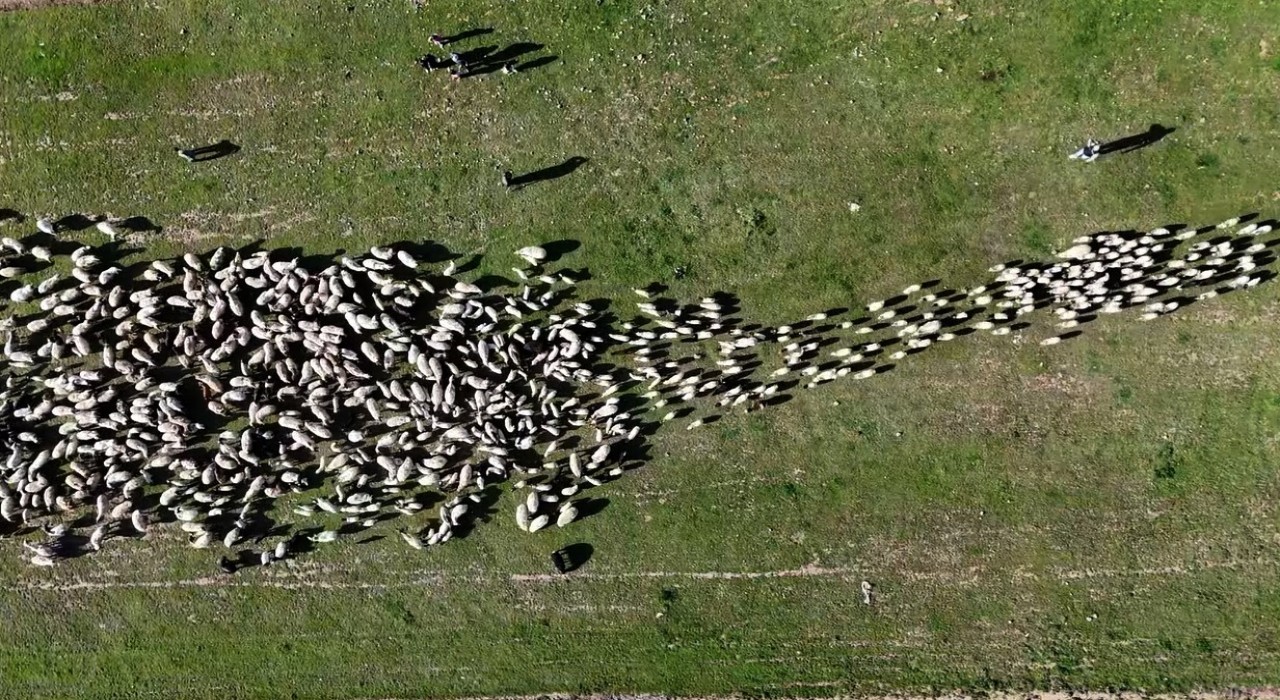 Ahlatta koyun ve kuzuların buluşması havadan görüntülendi