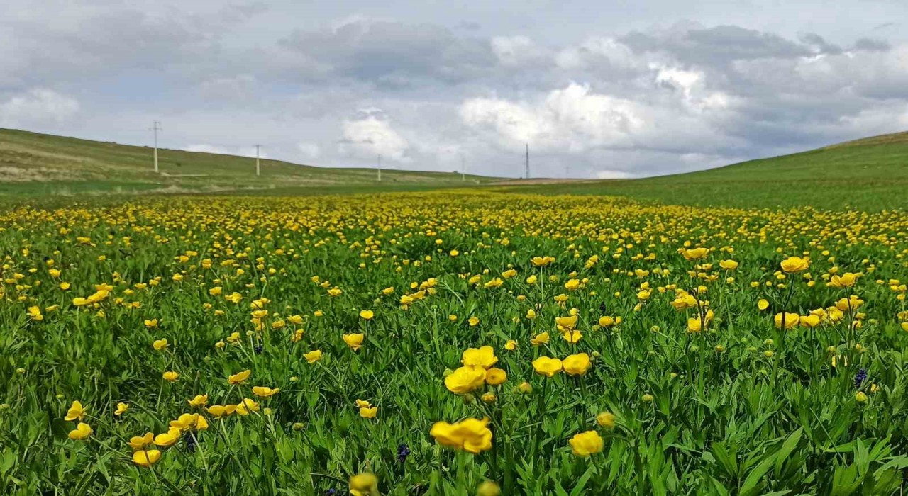 Ahlatta ovalar düğün çiçekleri ve mor sümbüllerle şenlendi
