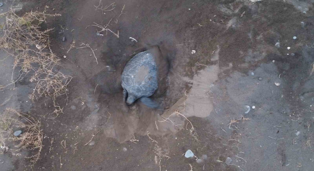 Akdenizin simgesi carettalar döndü: İlk anaçlar yumurtalarını bıraktı