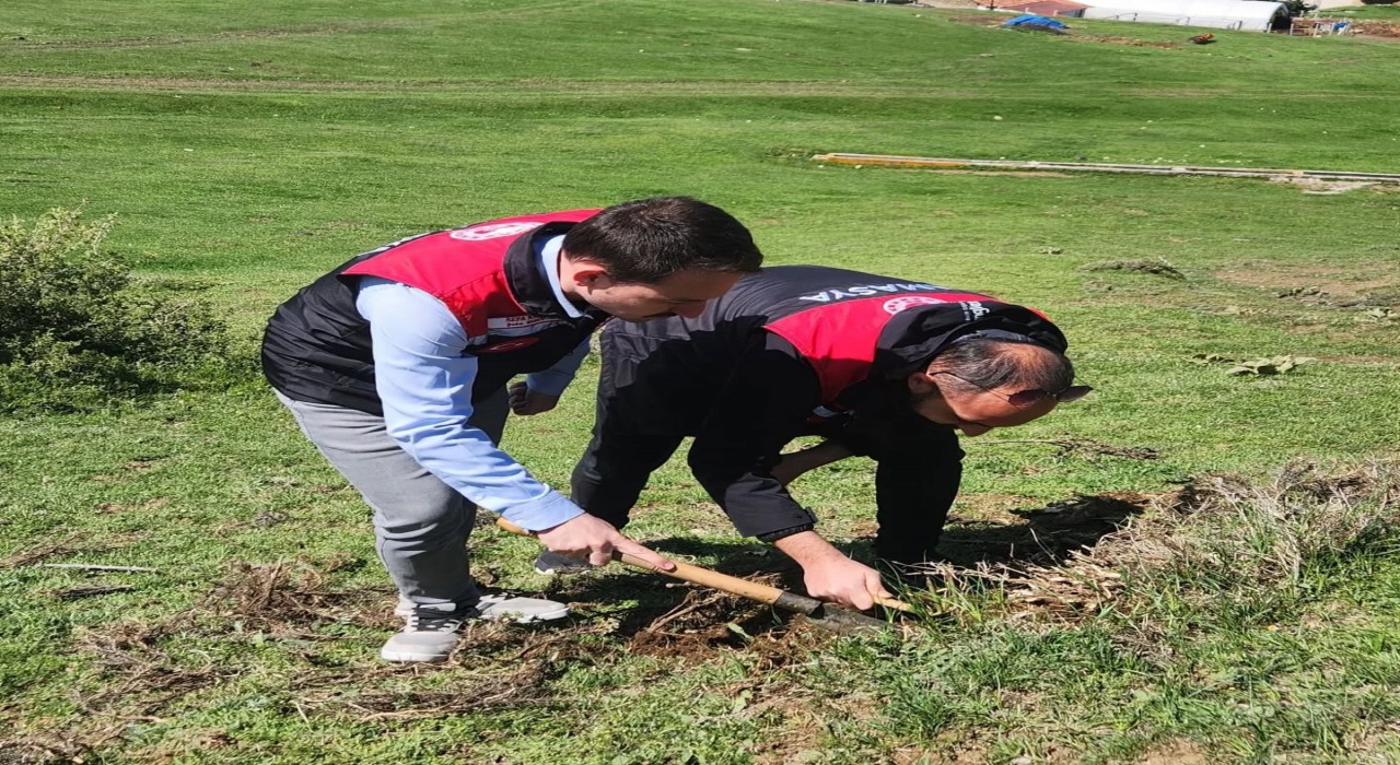 Amasyada tarım ekipleri süne sürvey çalışmalarını sürdürüyor