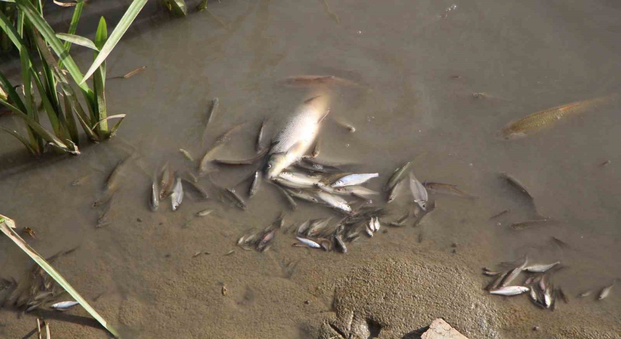 Amasyada Yeşilırmak Nehrinde balık ölümleri yaşandı