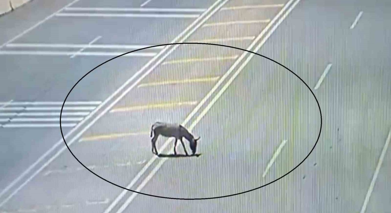 Ana yola çıkarak trafiği tehlikeye düşüren eşek koruma altına alındı