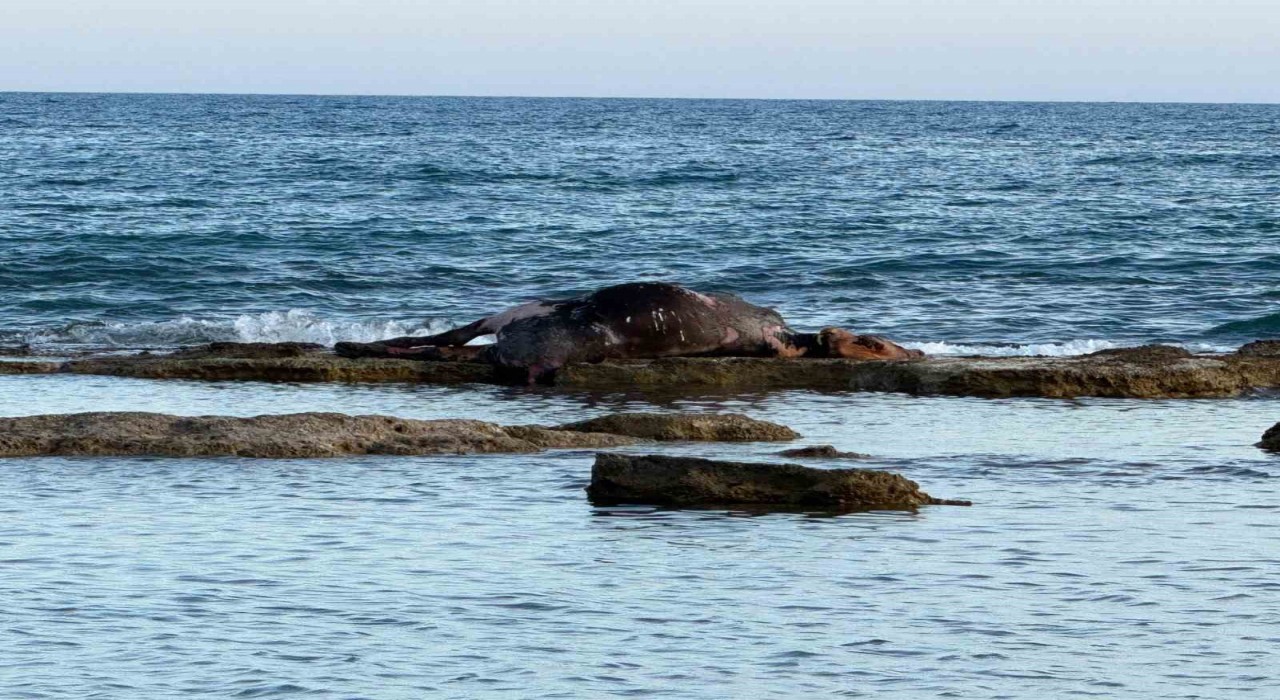 Antalyada denizin ortasında inek leşi görenler gözlerine inanamadı
