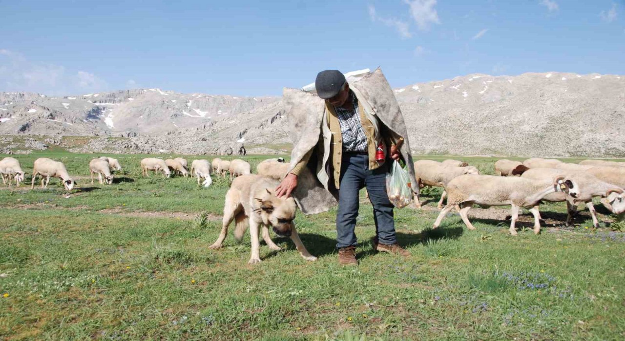 Antalyada Yörüklerin yayla serüvenleri başladı