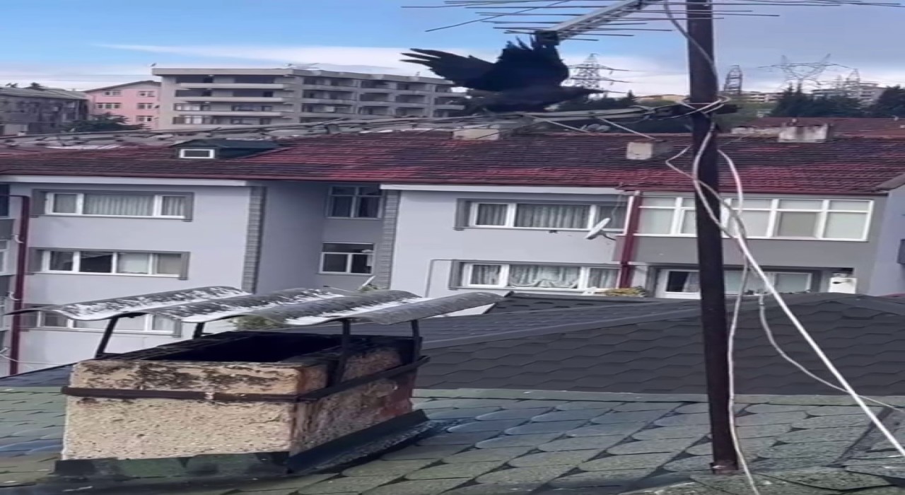 Antene sıkışan karga itfaiye erlerinin yardımıyla özgürlüğüne kavuştu