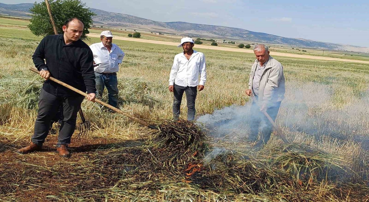 Araban Ovasında firik sezonu başladı