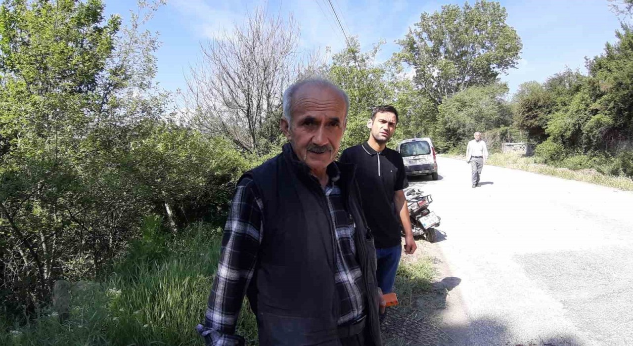 Aracın çarptığı karaca telef oldu