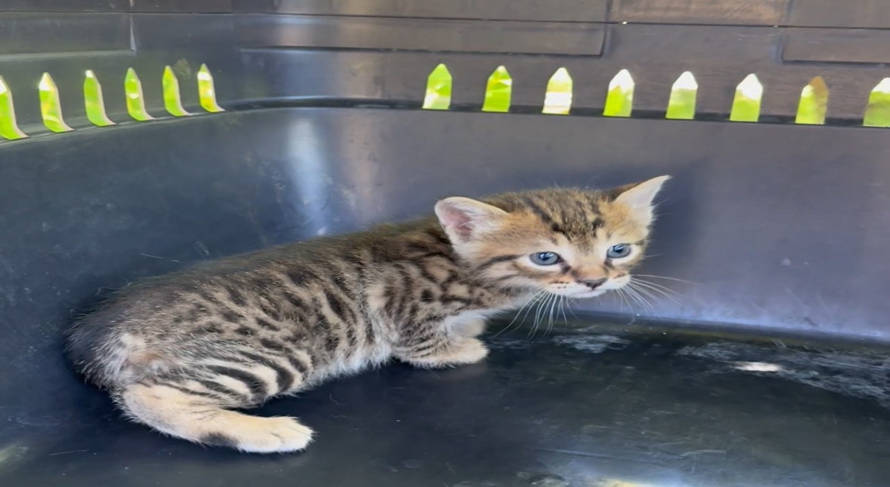 Aracın kaputunun altına giren 2 yavru kedi itfaiye ekiplerince kurtarıldı