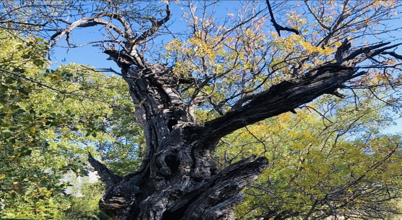 Arapgirde 800 Yıllık Menengiç ağacı için tescil çalışması