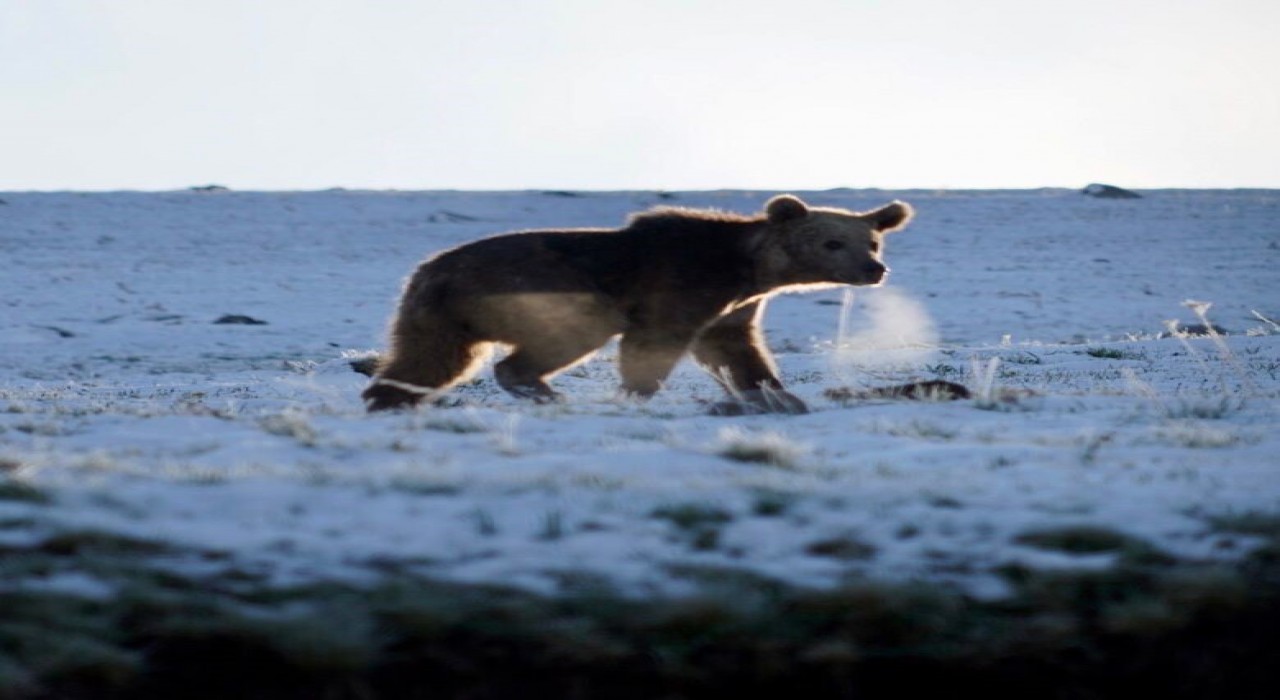 Ardahanda boz ayı böyle görüntülendi