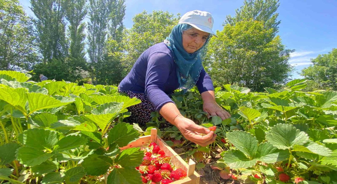 Aromasıyla dikkat çeken ‘Kuyulu çileğinde hasat başladı