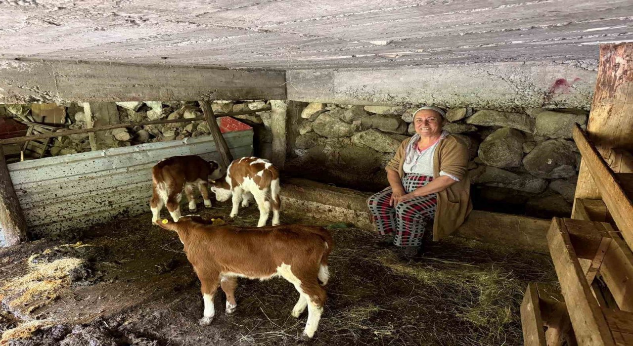 Artvinde bir inek dördüz doğurdu, aile büyük sevinç yaşadı