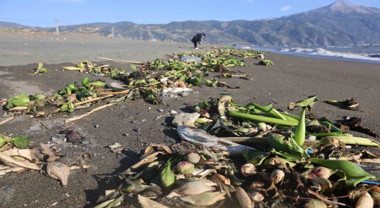 Aşırı yağışla birlikte denize sürüklenen binlerce tatlı su balığı, tuzlu suda telef oldu