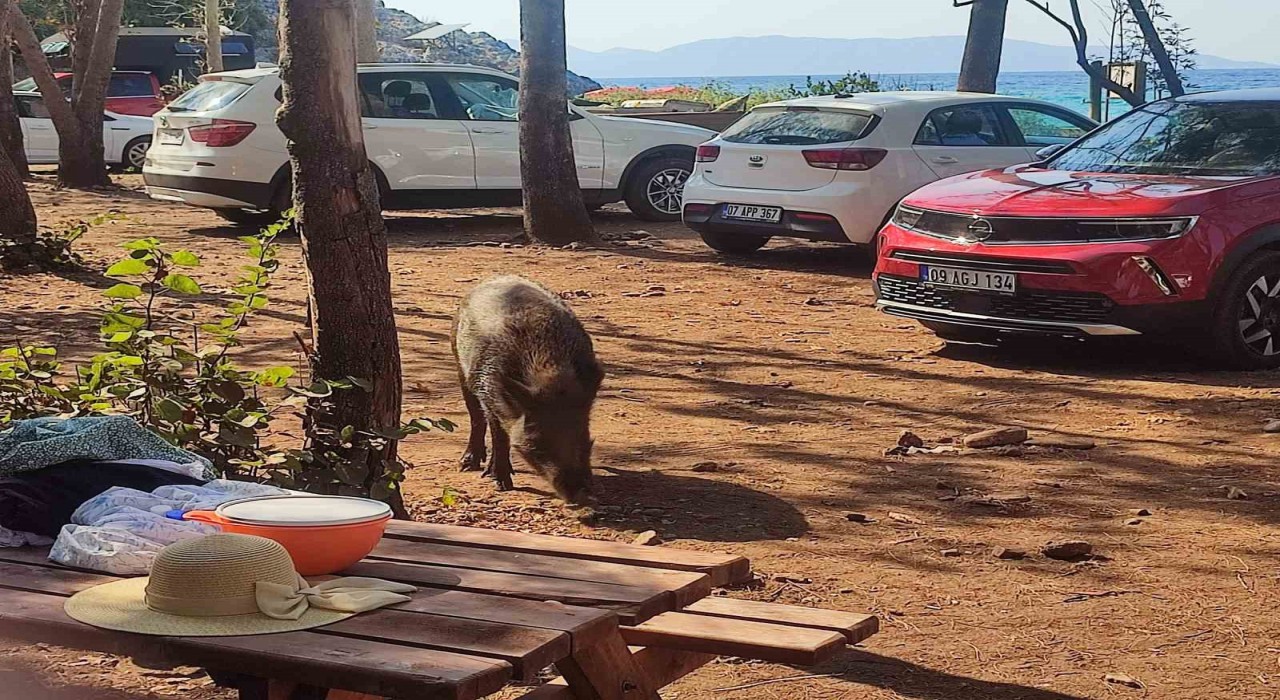 Aydında sıra dışı olay: Tatilci kadının çantasını yaban domuzları kaçırdı