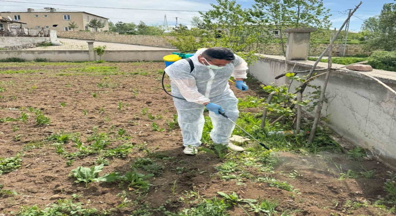 Aydıntepede yabancı ot mücadelesi başlatıldı