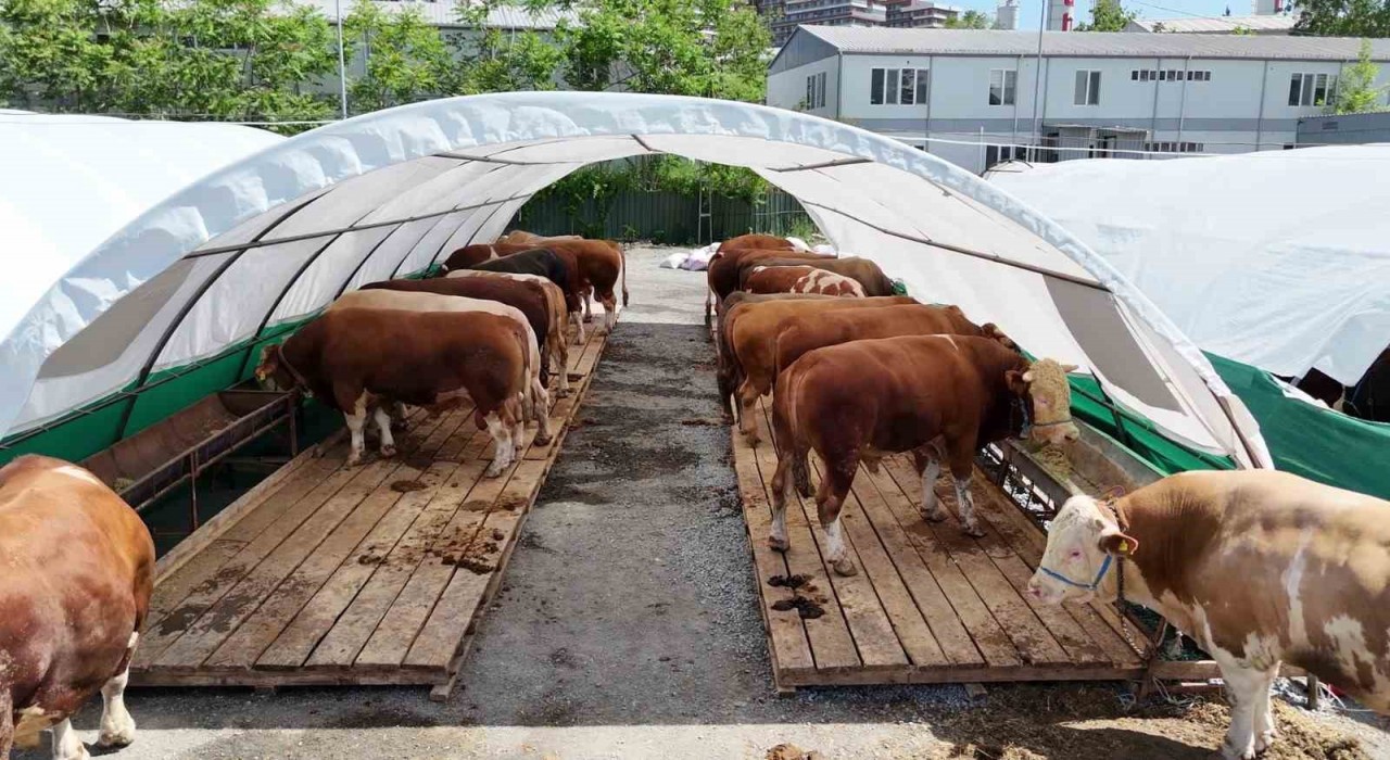 Bağcılar Belediyesi 20 bin metrekare alana kurban satış pazarı kurdu