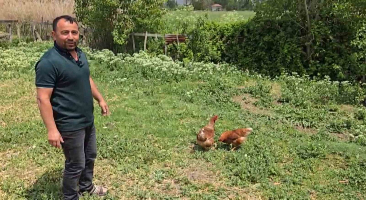 Bahçesine giren tilkiye böyle seslendi: Kanun namına teslim ol