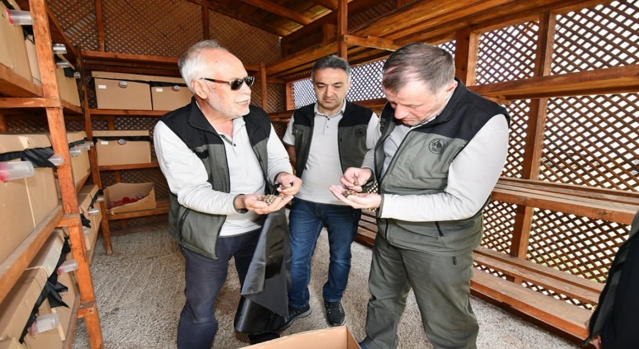 Balıkesirde Gal Arısıyla mücadele sürüyor