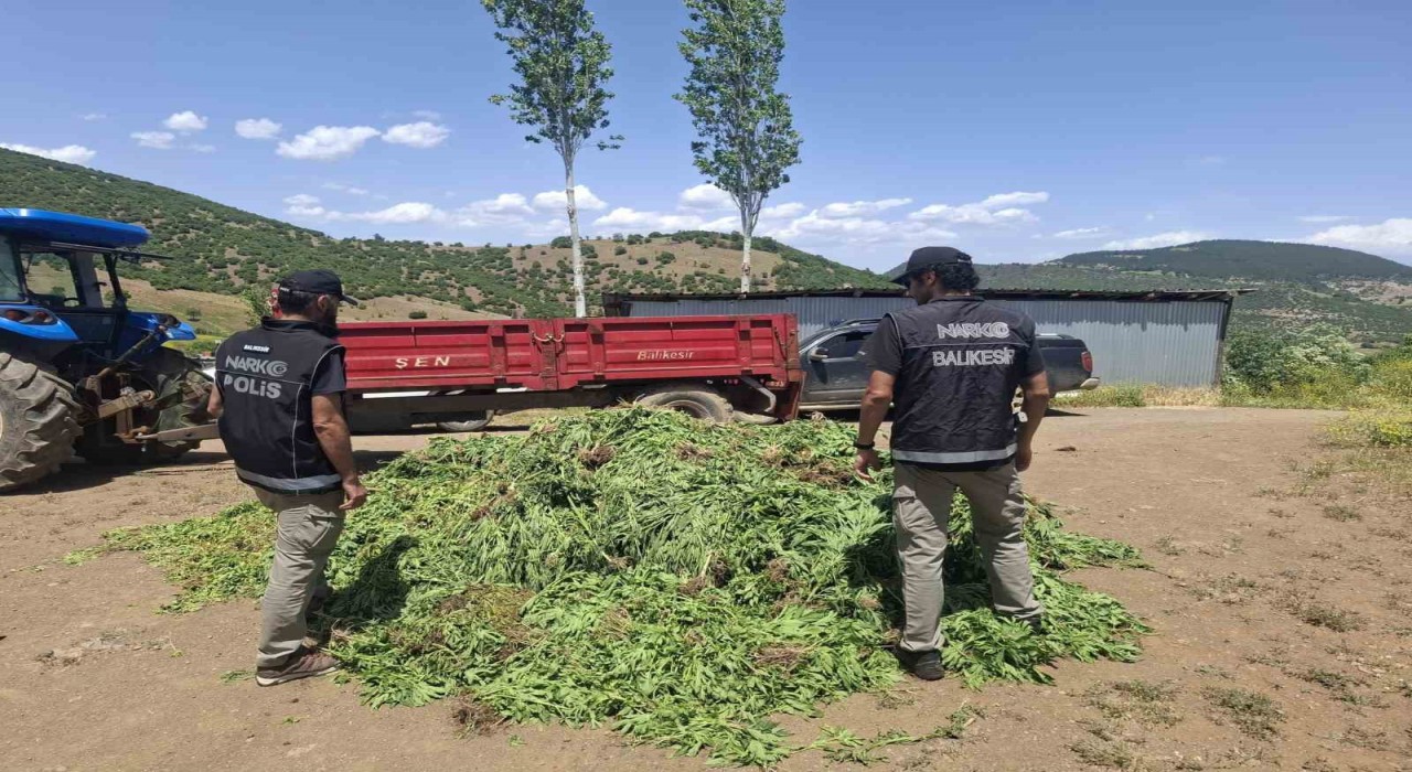 Balıkesirde kenevir bahçesine operasyon