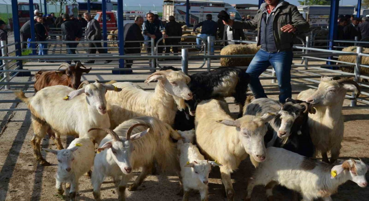 Balıkesirde şap alarmı: 15 mahalle karantinaya alındı