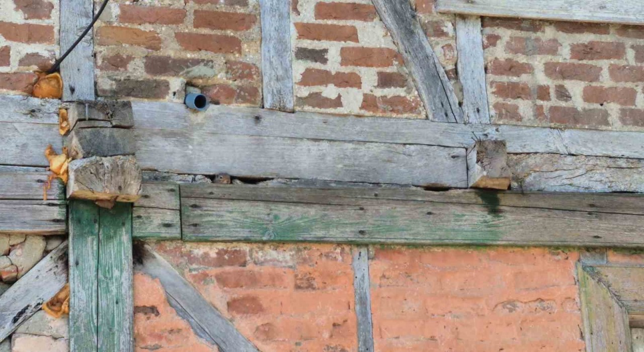 Bartında sincap eve yuva yaptı