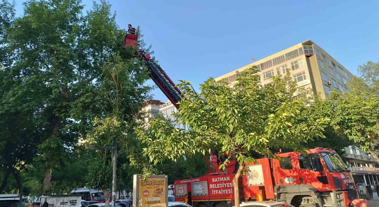 Batmanda ağaçtan düşen yavru kargalar itfaiye ekiplerince yuvaya bırakıldı