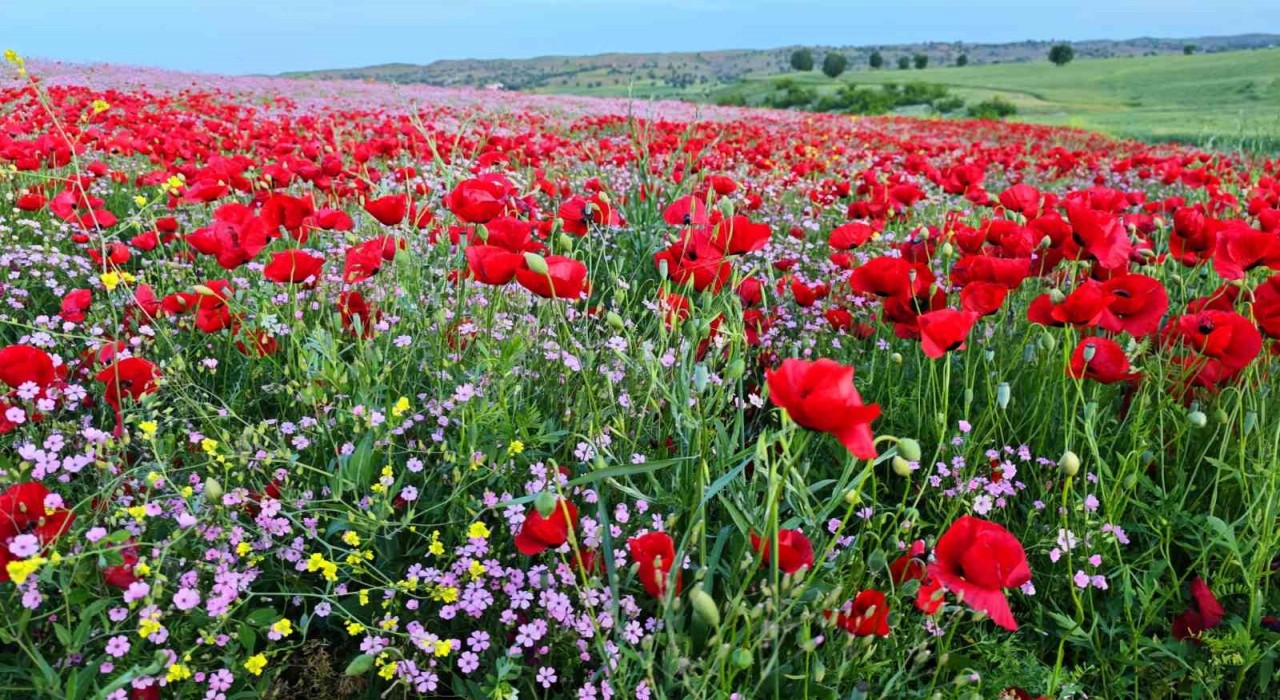 Batmanda gelincik ve papatyalar cümbüşü oluşturdu