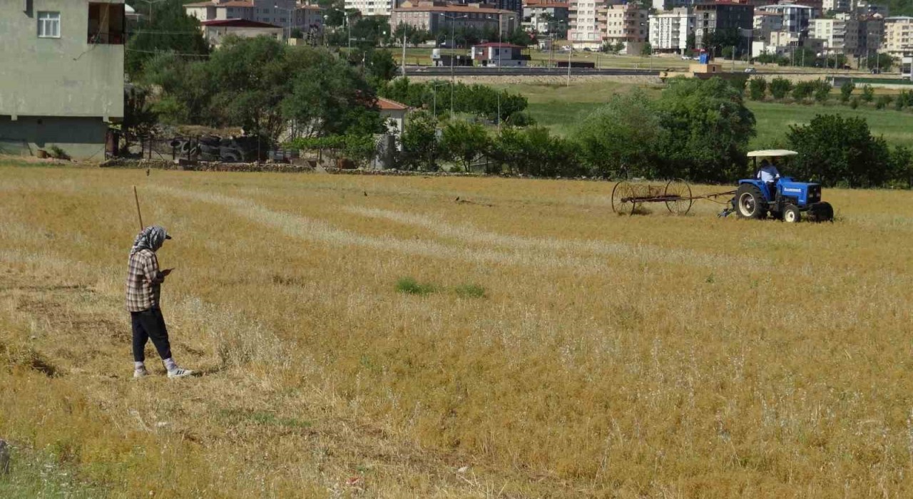 Batmanda mercimek hasadı