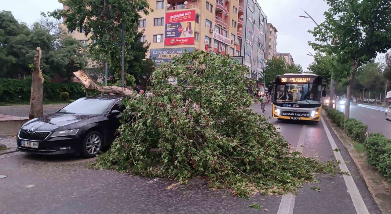 Batmanda şiddetli rüzgarın devirdiği ağaç park halindeki aracın üzerine düştü