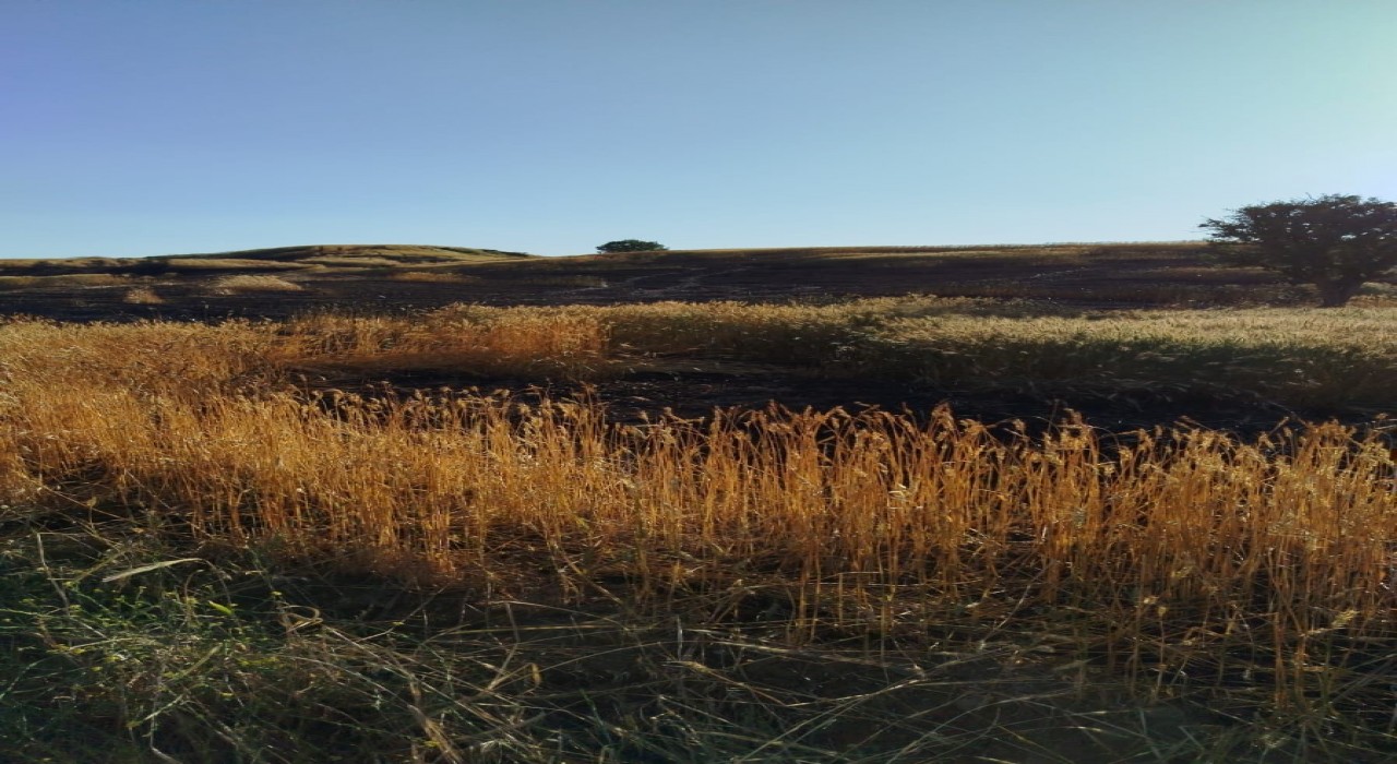 Batmanda soda şişesi 100 dönümlük ekili araziyi küle çevirdi