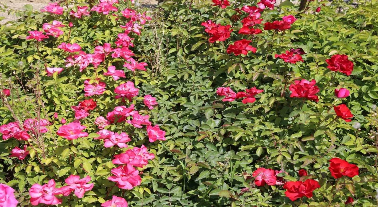 Battalgazinin park ve bahçeleri kendi ürettiği çiçeklerle güzelleşiyor