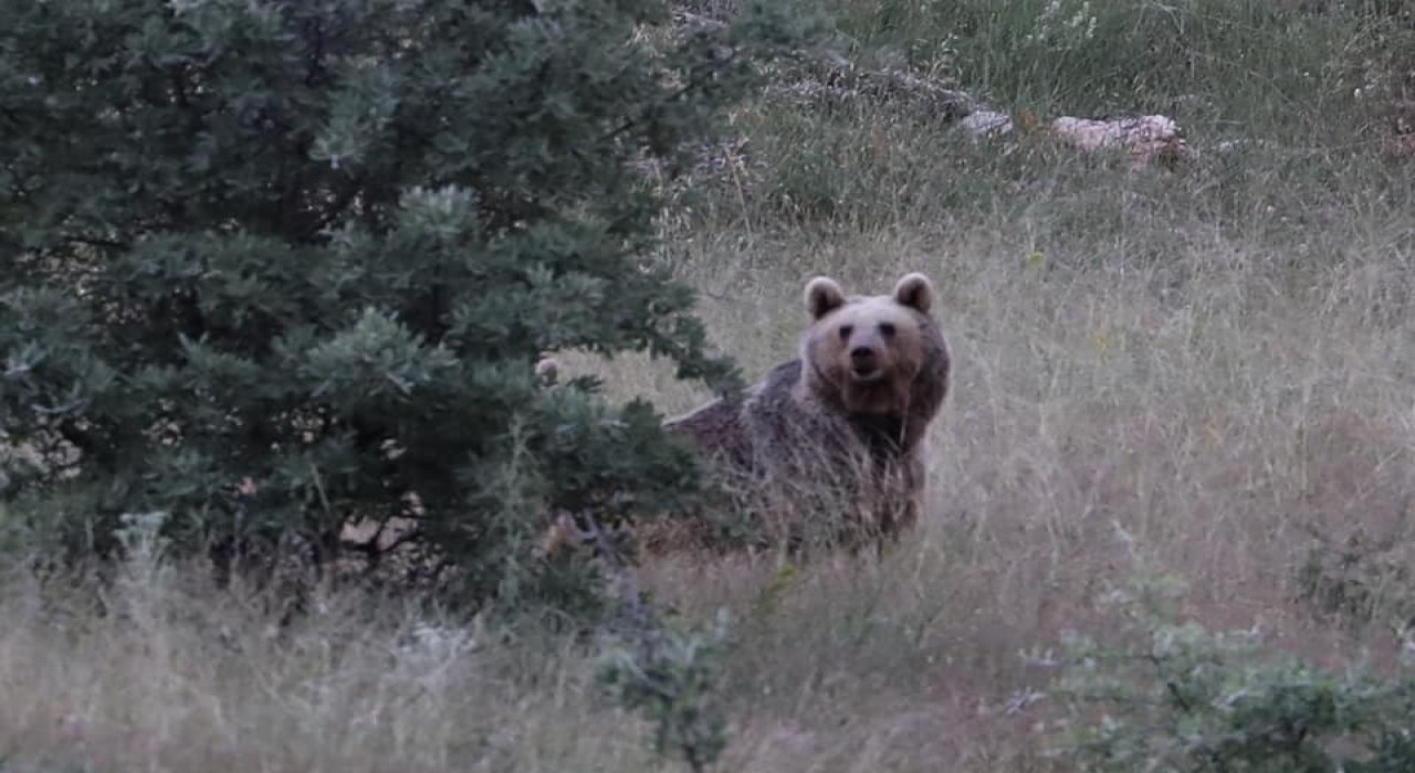 Bayburtta bir bozayı yiyecek bulamayınca etrafa saldırdı:  Aç ayı köy camisinin yemekhanesini ve çay ocağını dağıttı
