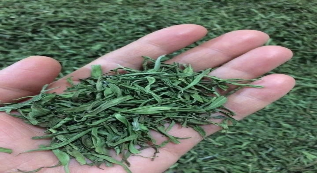 Bayburtta yüzde 70 devlet katkılı ‘Tarhun fidesi dağıtılacak