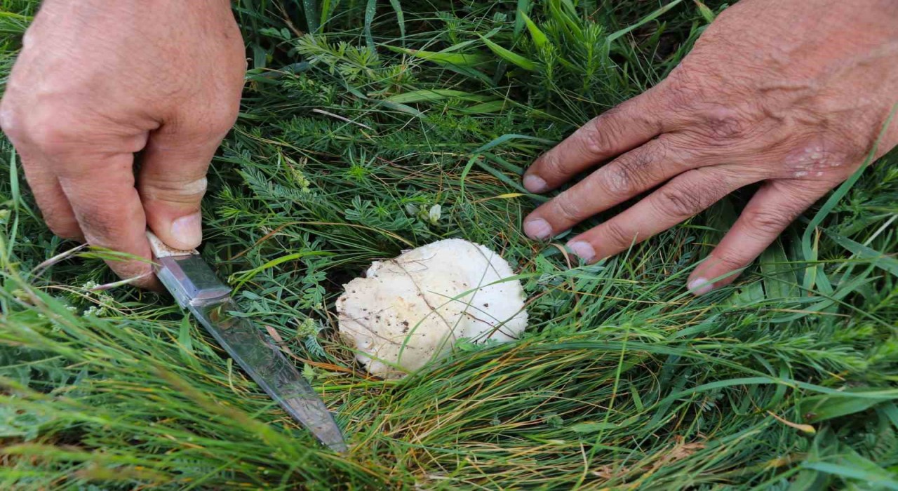 Bedava protein, doğadan elleriyle tek tek topluyorlar