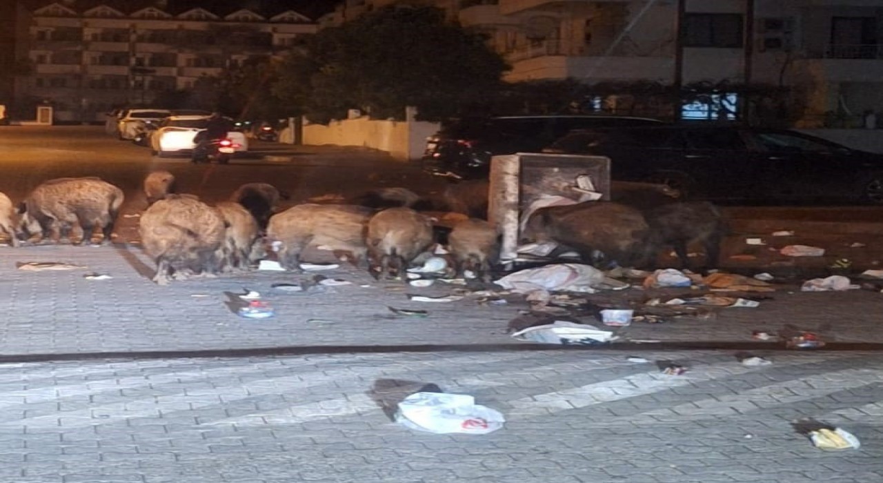 Belediyenin çöpleri zamanında toplamadığı Marmariste yaban domuzu istilası yaşanıyor