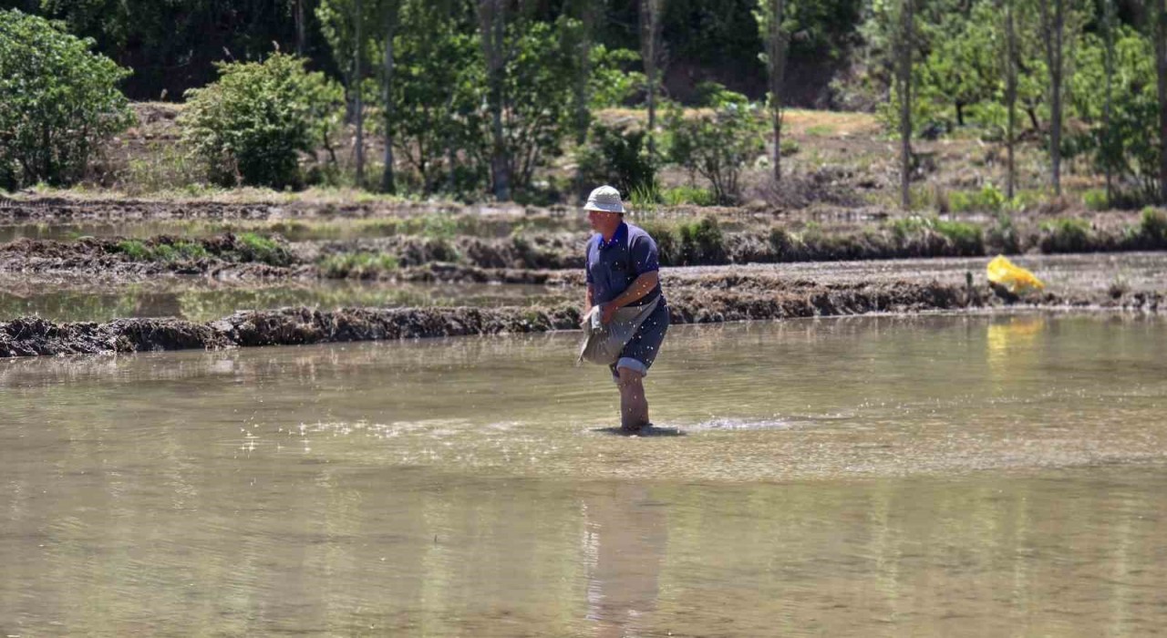 Beyaz Altın çeltik ekiminde sona yaklaşıldı