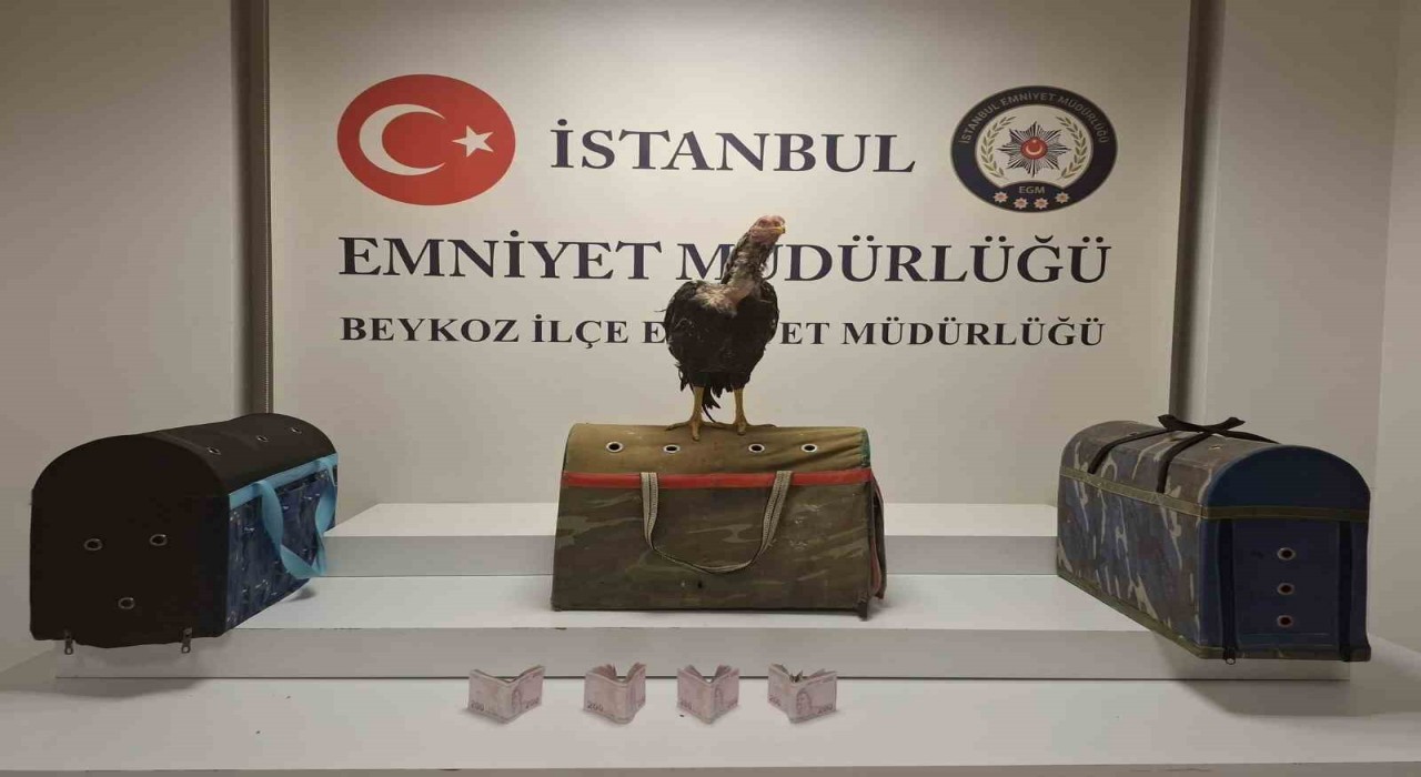 Beykozda horoz dövüşüne polis baskını: 21 kişiye 194 bin lira ceza