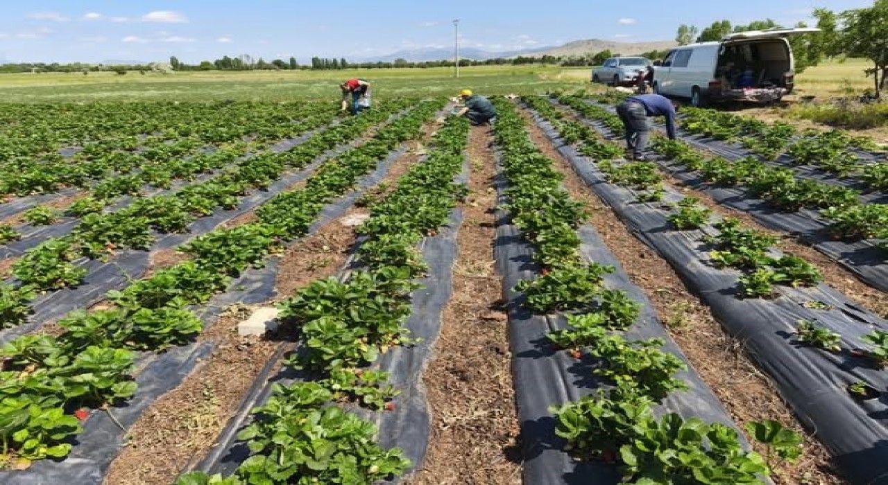 Beyşehirde çilekte hasat öncesi pestisit denetimi