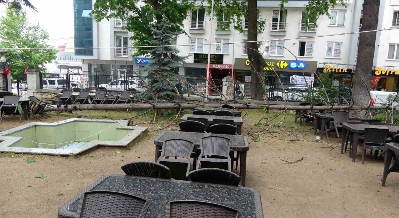 Bilecikte çay bahçesinde bulunan dev ağaç devrildi