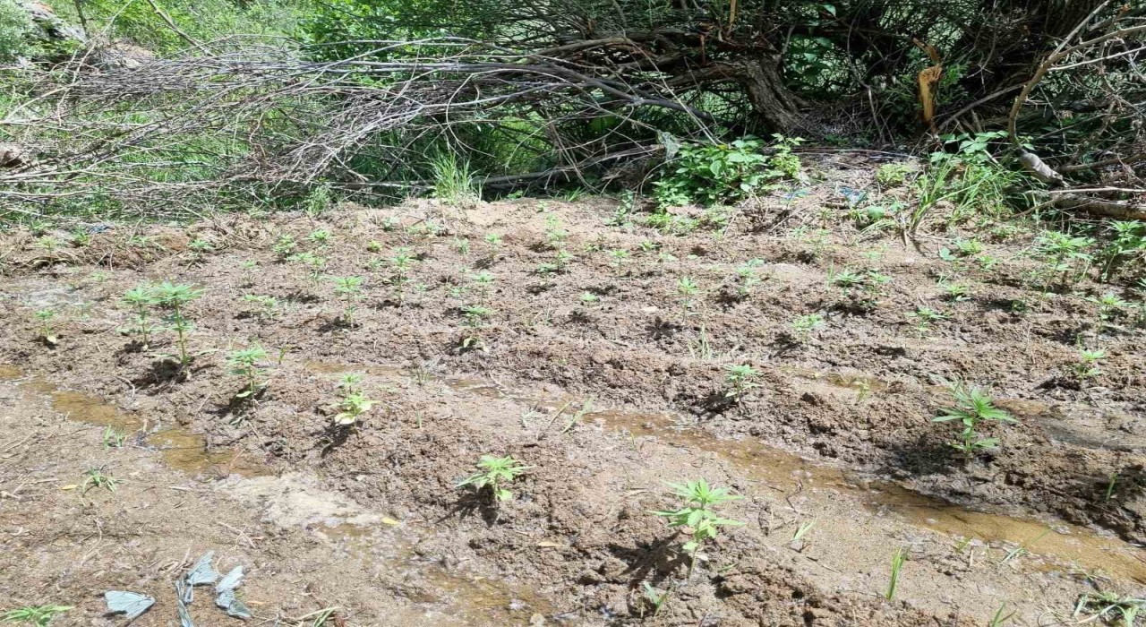 Bingölde 330 kök kenevir ele geçirildi