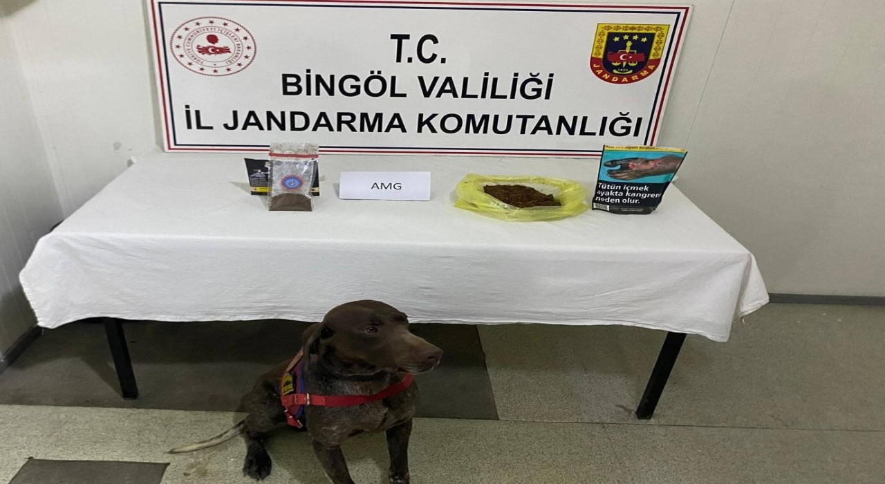 Bingölde yolcunun üzerinden bonzai çıktı