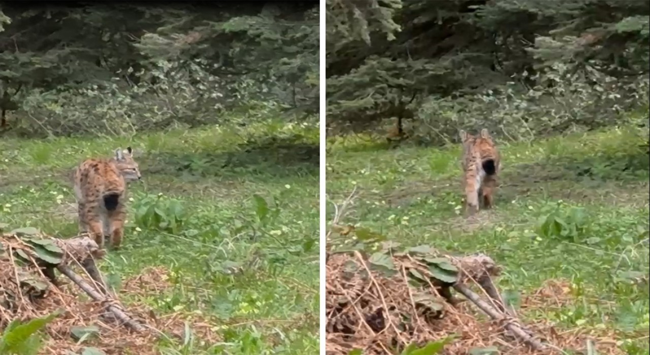 Boluda, nesli tükenmekte olan vaşak görüntülendi